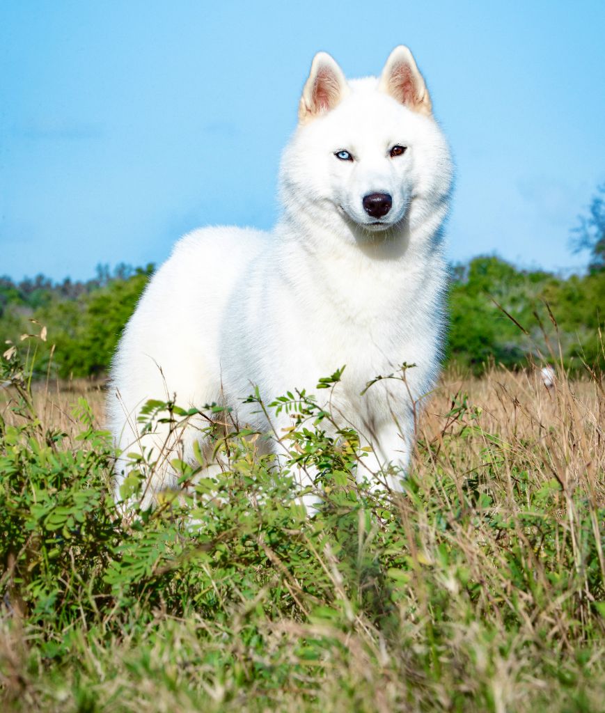 Flower Of Tenebrae Vanaheim's god earth