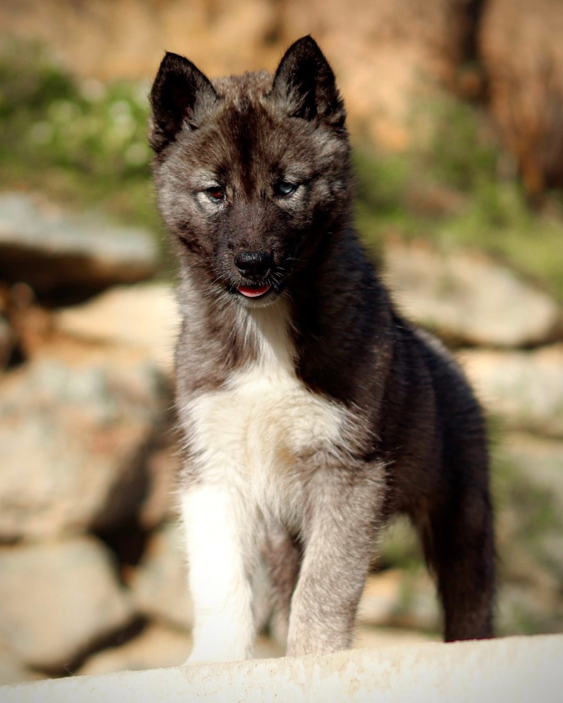 Ash dragon Lupu Di Castagniccia