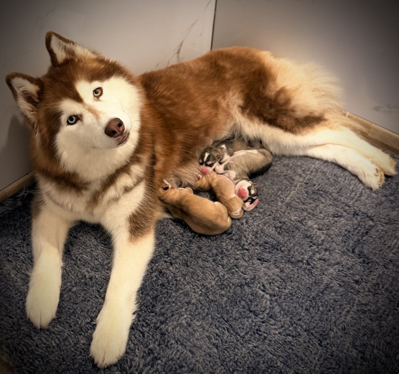 Des Loups Des Flamboyants - Siberian Husky - Portée née le 13/03/2026