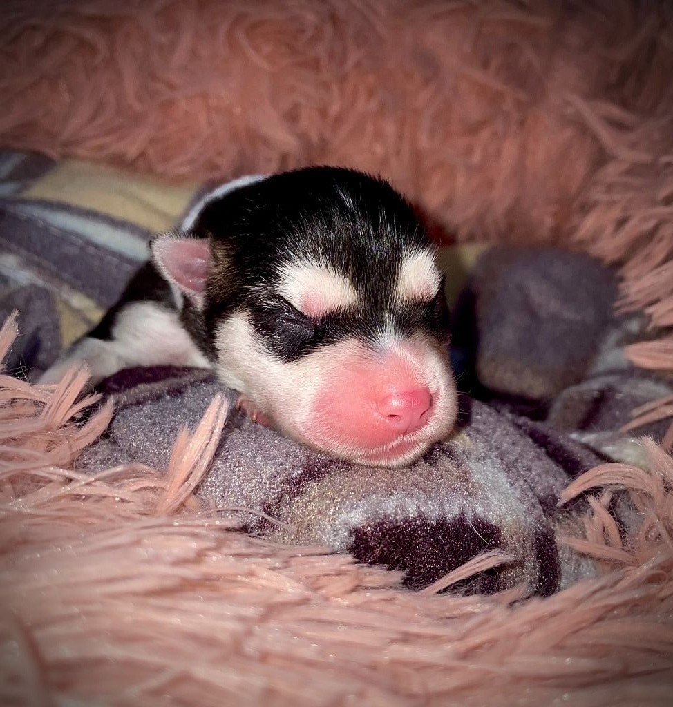 Des Loups Des Flamboyants - Siberian Husky - Portée née le 16/04/2025